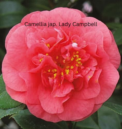 Camellia japonica rot, Kamelien mit roten Blüten 